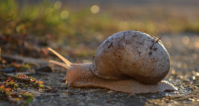 Copie de DSC_3952.JPG