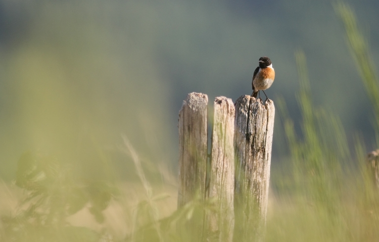 IMG_5257.JPG