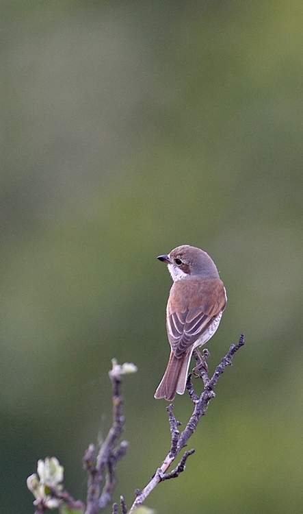 DSC_0609.jpg