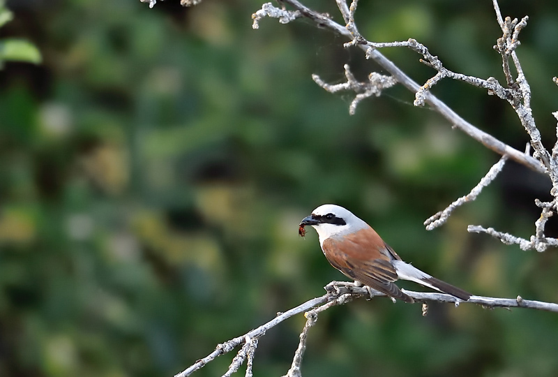 DSC_0634.jpg