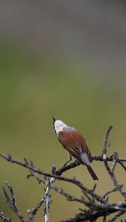 DSC_1161.jpg