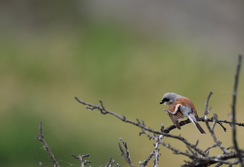 DSC_1162.jpg