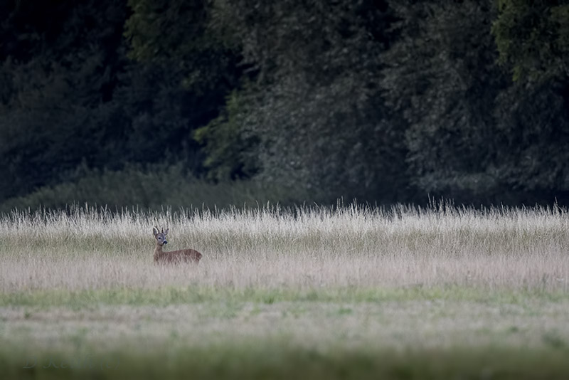 Mommenheim_07-08-2015-19-56-18_0005.jpg