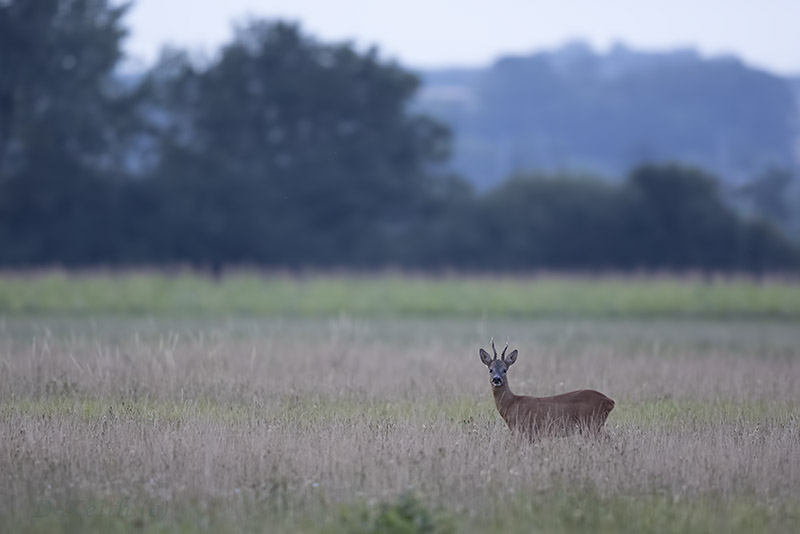Mommenheim_07-08-2015-20-07-29_0043.jpg