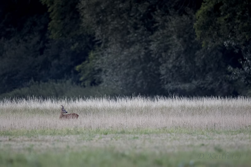 Mommenheim_07-08-2015-19-55-50_0001.jpg