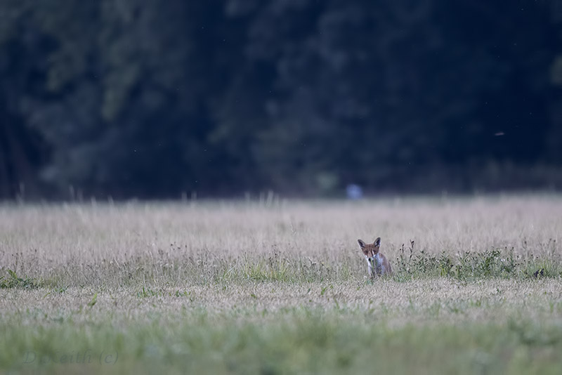 Mommenheim_07-08-2015-19-59-11_0027.jpg