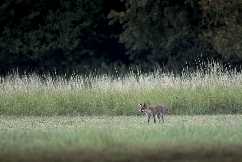 Mommenheim_07-08-2015-19-56-35_0007.jpg