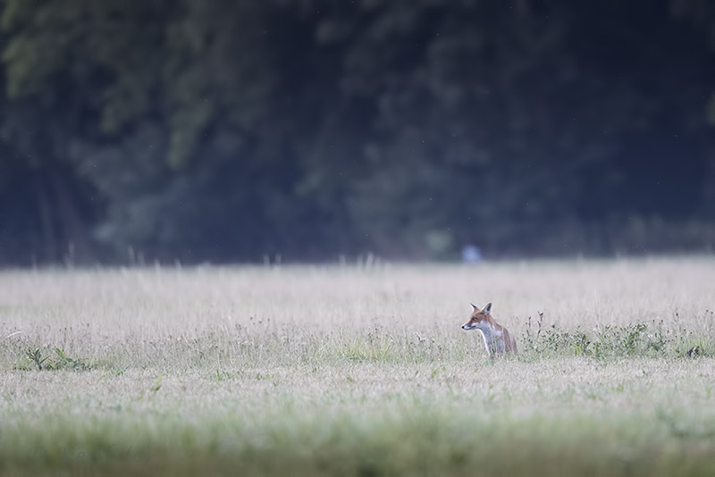 Mommenheim_07-08-2015-19-59-13_0032.jpg
