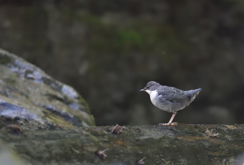 DSC_9219.jpg