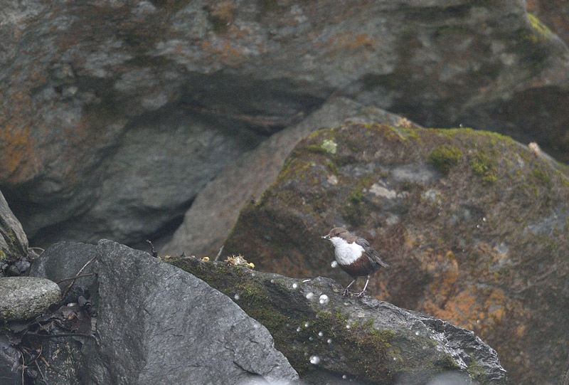 DSC_7434.jpg