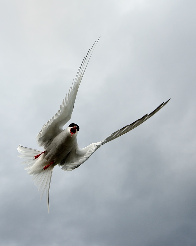 Ecosse juil 2015_1138 - sterne arctique.jpg