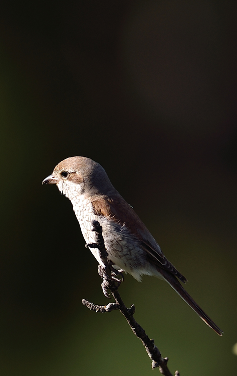 DSC_1644.jpg