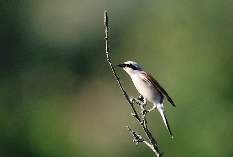 DSC_4258.jpg