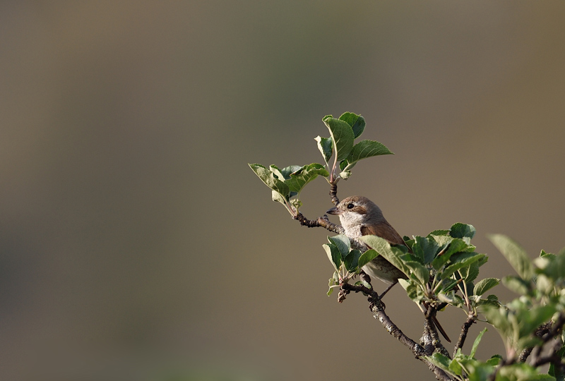 DSC_1343.jpg