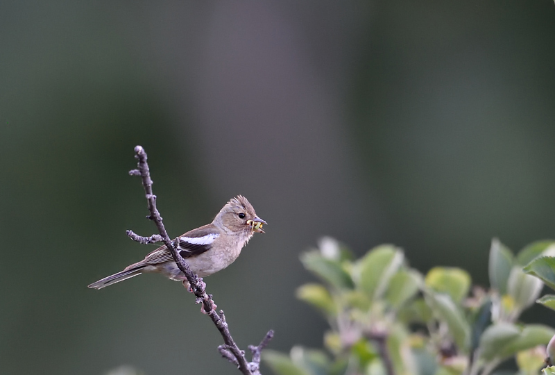 DSC_1238.jpg