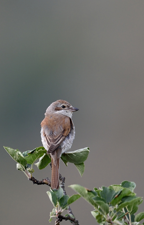DSC_1388.jpg