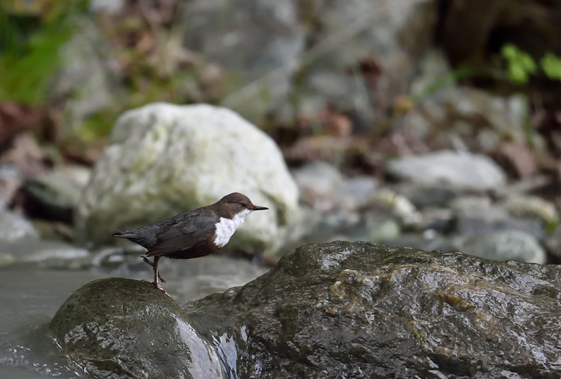 DSC_6591.jpg