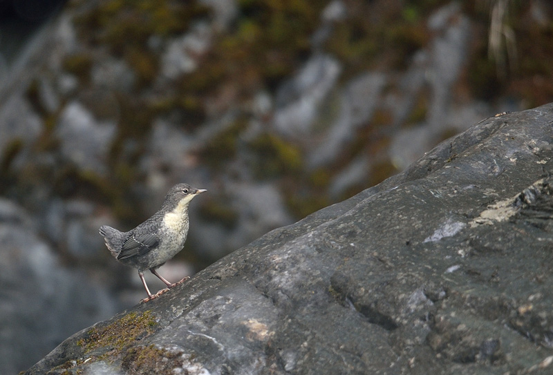 -DSC_7442.jpg