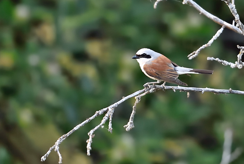 DSC_0641.jpg