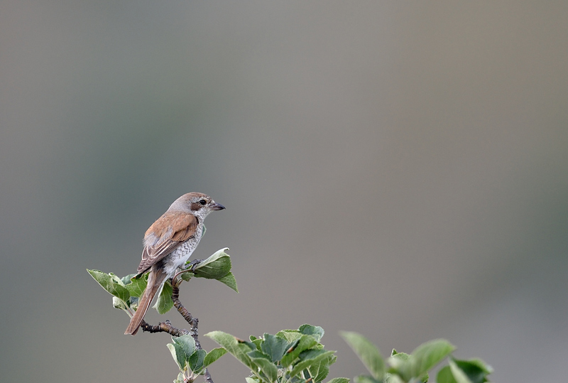 DSC_1379.jpg