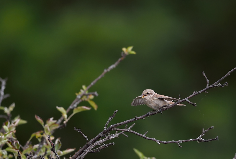 DSC_1809.jpg