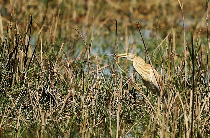 Crabier Chevelu 2015-08 Verdier.jpg