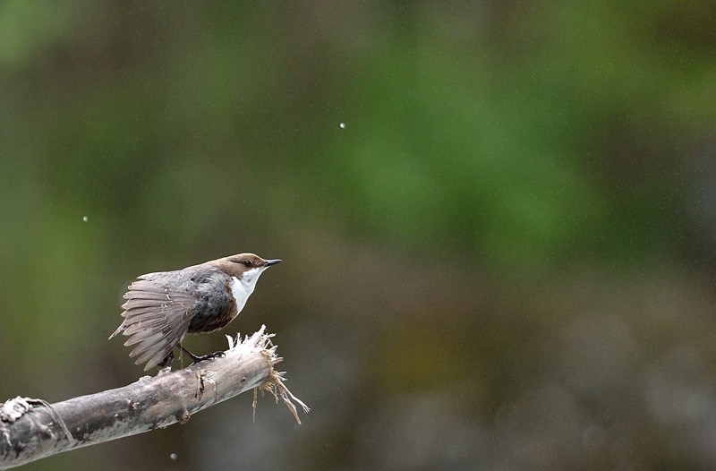 DSC_7398.jpg