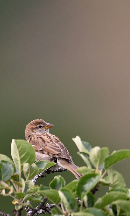 DSC_1458.jpg