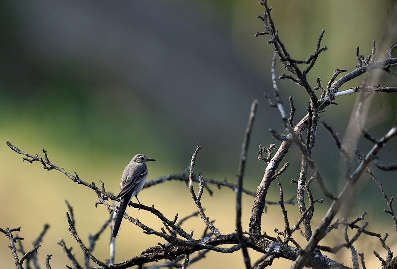 DSC_1765.jpg