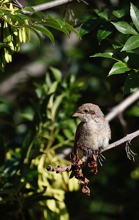 DSC_2102.jpg