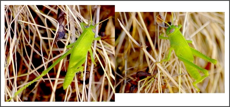 Anacridium.jpg