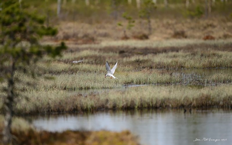 DSC_7456.JPG