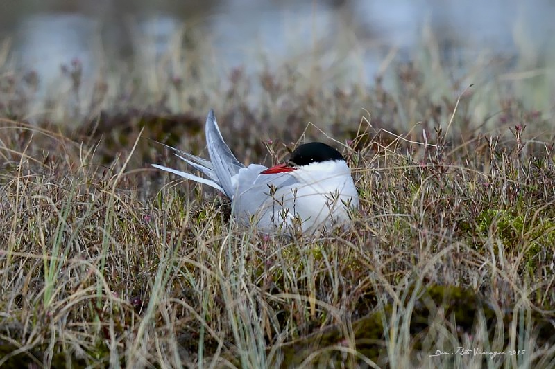 DSC_7498.JPG