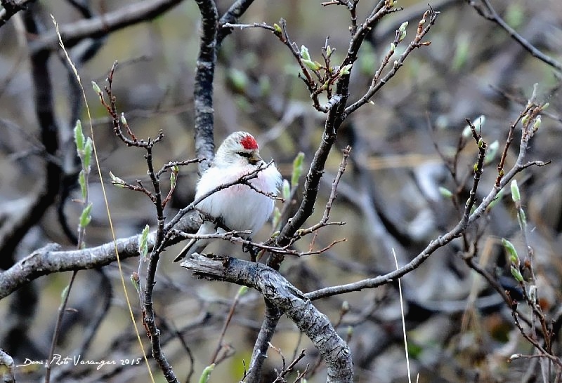 DSC_8114 IN.jpg