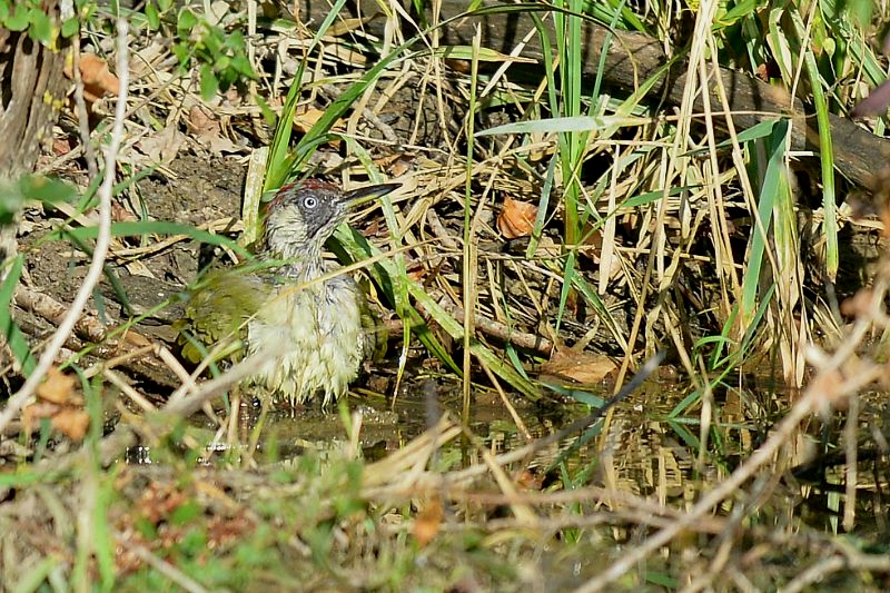 DSC_3395.JPG