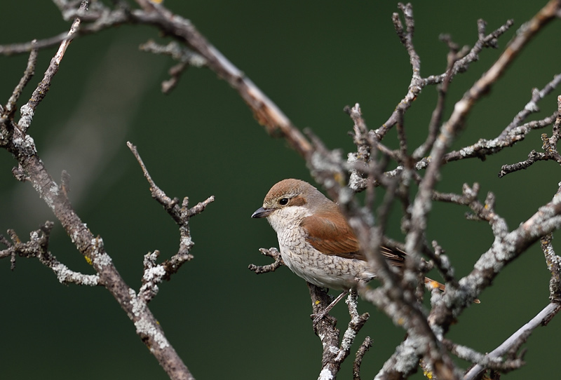 DSC_0006.jpg
