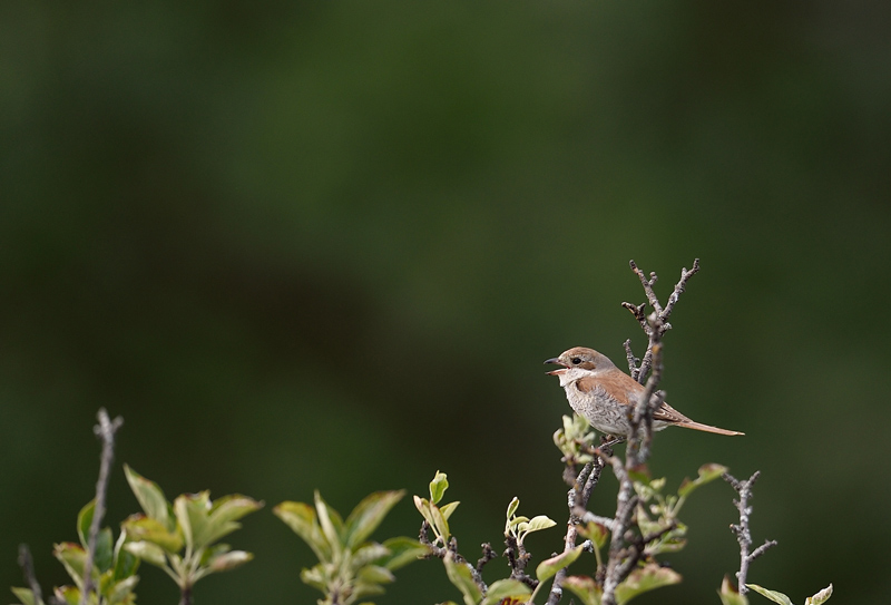 DSC_1452.jpg