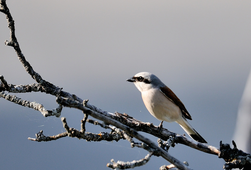 DSC_4348.jpg