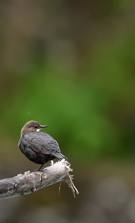 DSC_7965.jpg