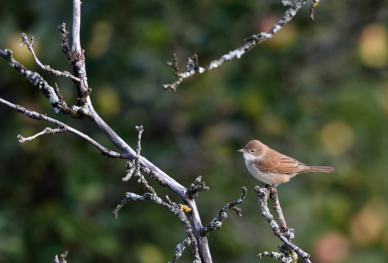DSC_2599.jpg