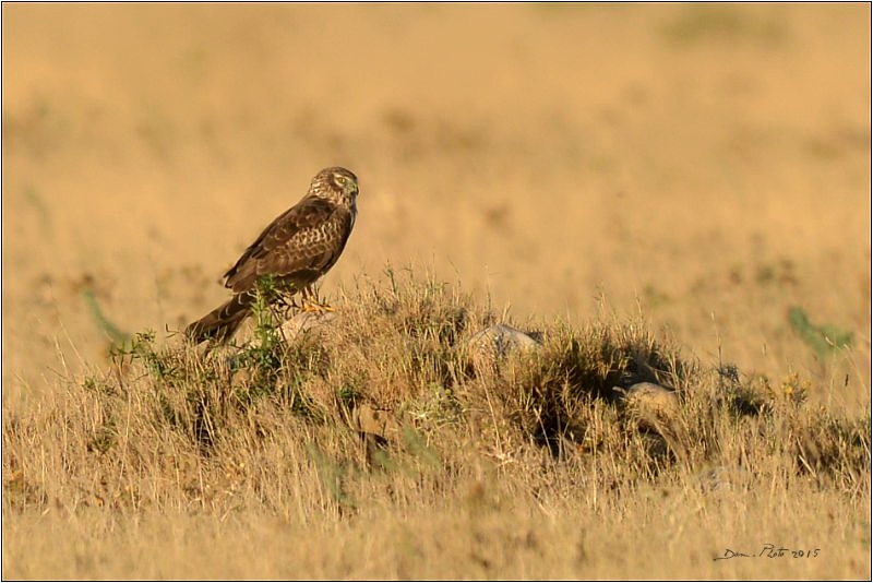 DSC_2860 BIS.jpg