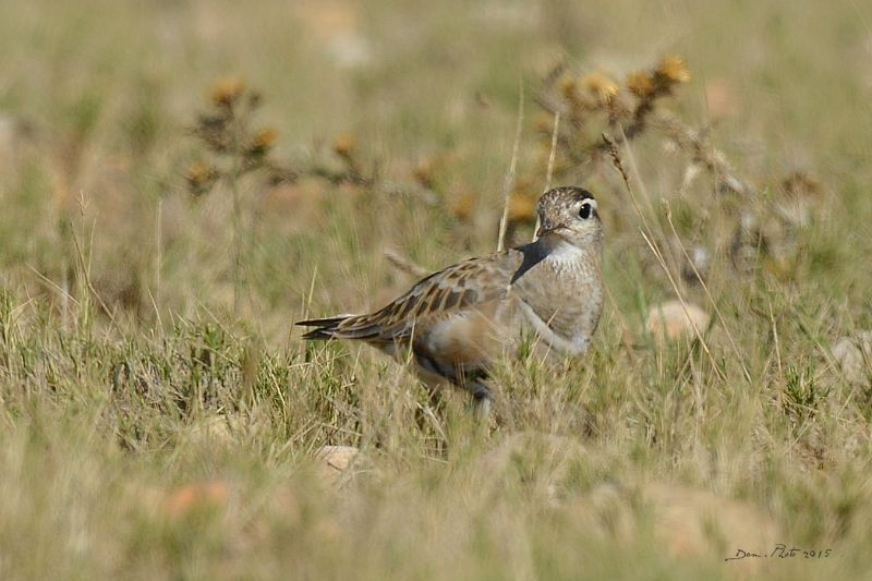 DSC_3195 BIS.jpg