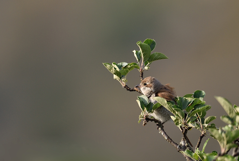 DSC_1353.jpg