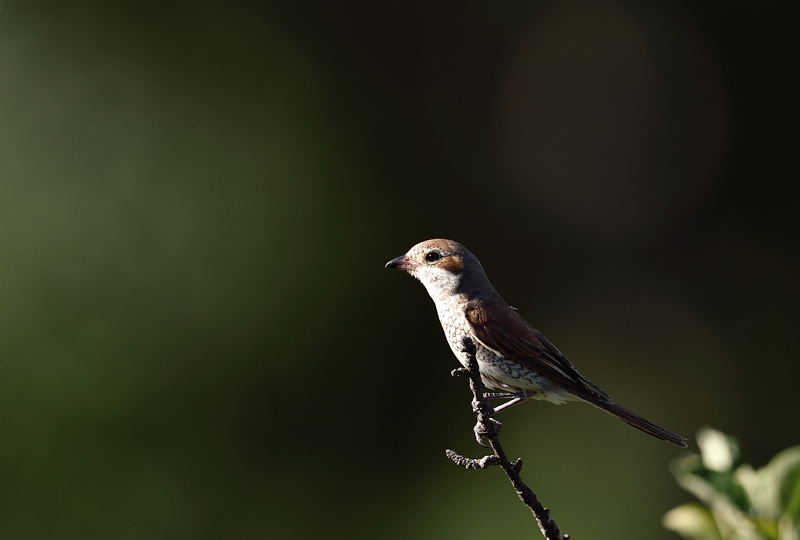 DSC_1601.jpg