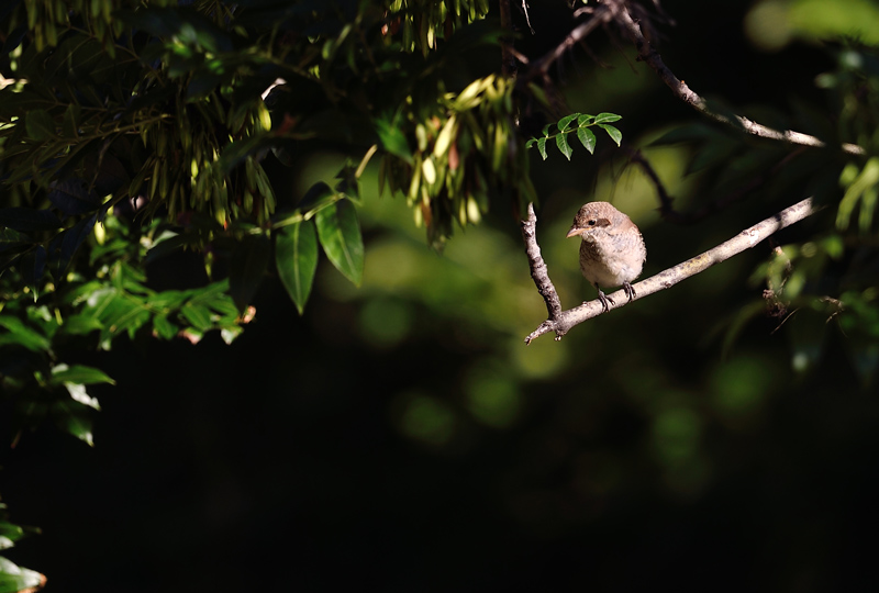 DSC_2031.jpg