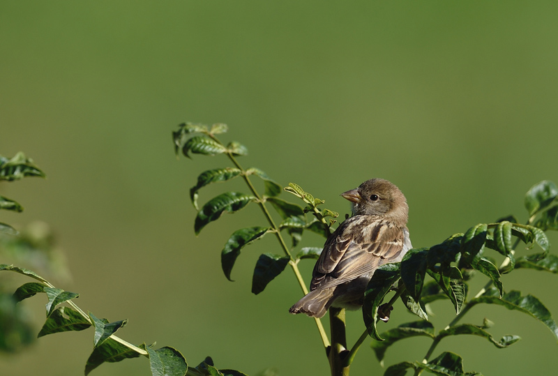 DSC_2205.jpg