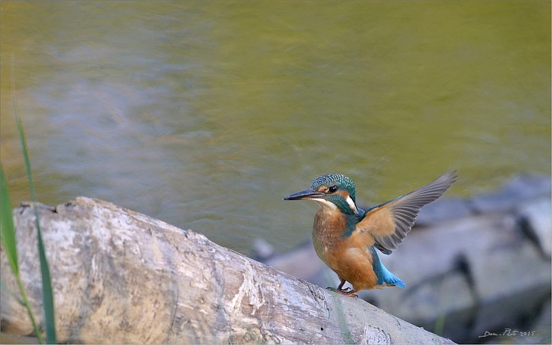 DSC_3299 IN.jpg