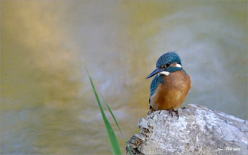 DSC_3304 IN.jpg