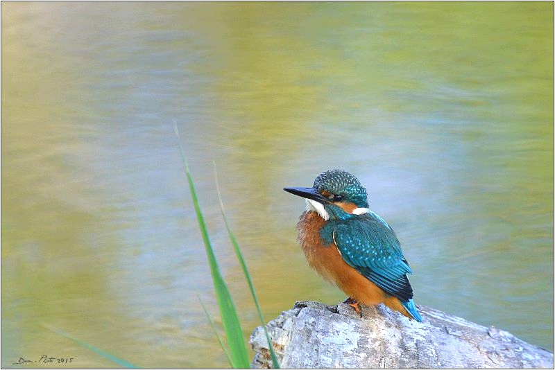 DSC_3347.JPG