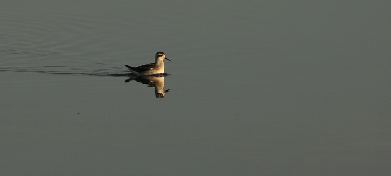 Phalarope Bec étroit 2015-09 Piemanson.JPG